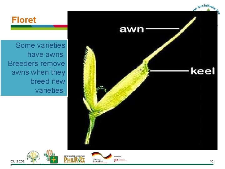 Floret Some varieties have awns. Breeders remove awns when they breed new varieties. 03.