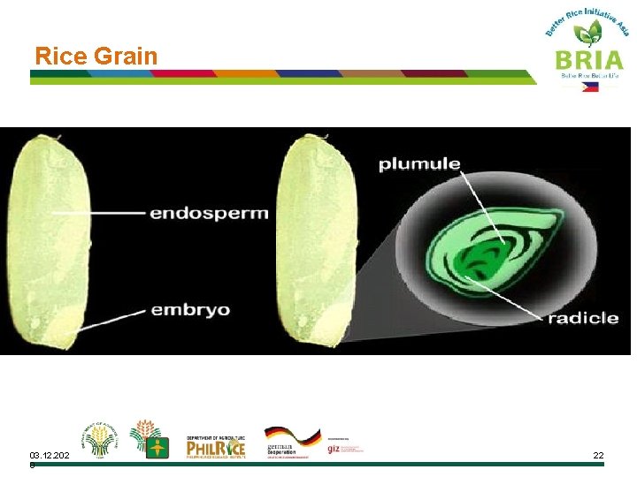 Rice Grain 03. 12. 202 0 22 