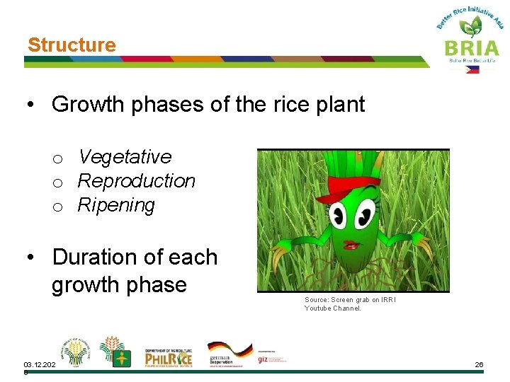 Structure • Growth phases of the rice plant o Vegetative o Reproduction o Ripening