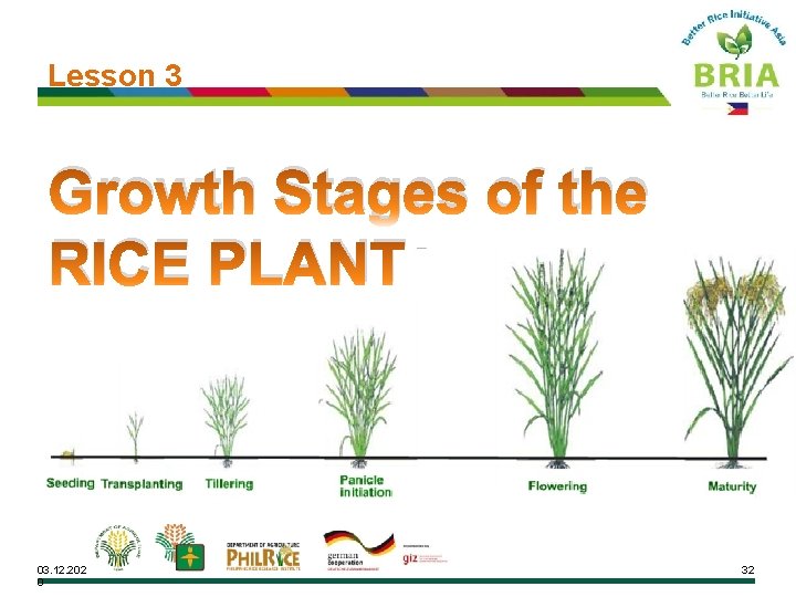 Lesson 3 Growth Stages of the RICE PLANT 03. 12. 202 0 32 