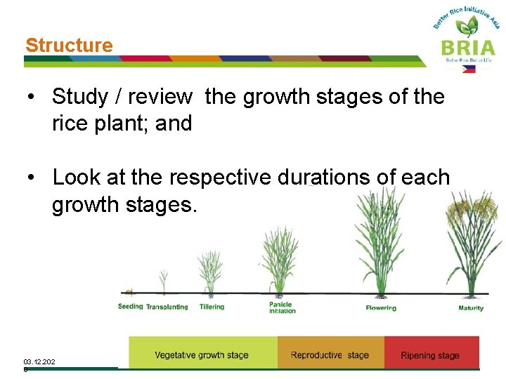 Structure • Study / review the growth stages of the rice plant; and •