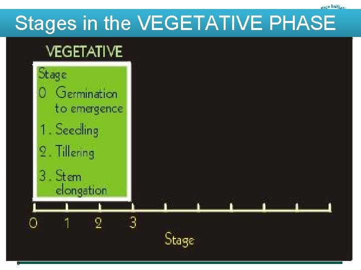 Stages in the VEGETATIVE PHASE 03. 12. 202 0 35 