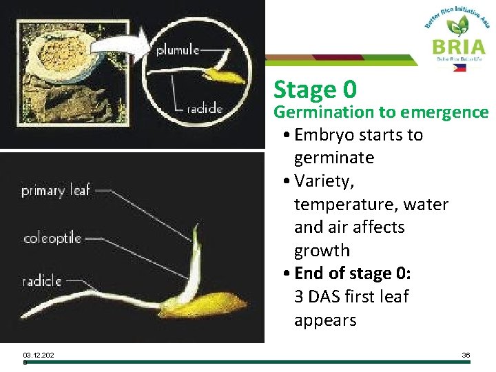 Stage 0 Germination to emergence • Embryo starts to germinate • Variety, temperature, water