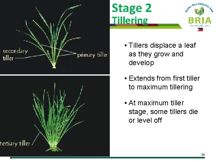 Stage 2 Tillering • Tillers displace a leaf as they grow and develop •