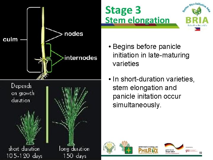 Stage 3 Stem elongation • Begins before panicle initiation in late-maturing varieties • In