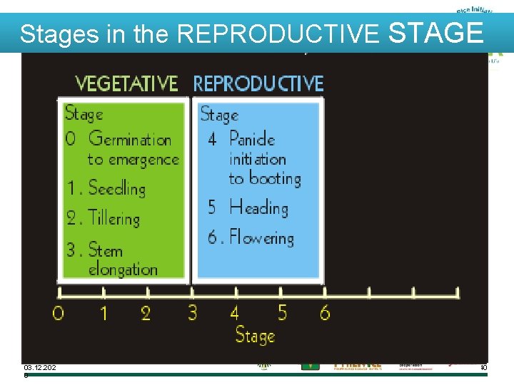 Stages in the REPRODUCTIVE STAGE 03. 12. 202 0 40 