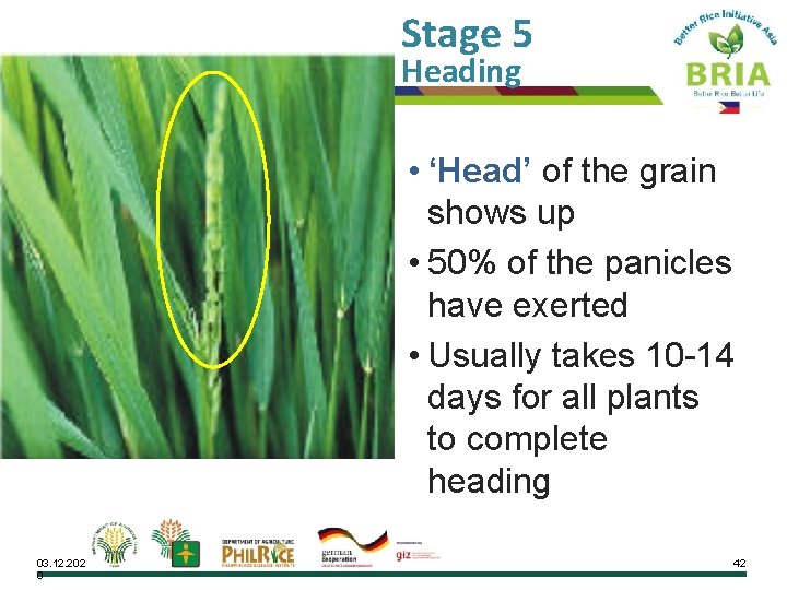 Stage 5 Heading • ‘Head’ of the grain shows up • 50% of the