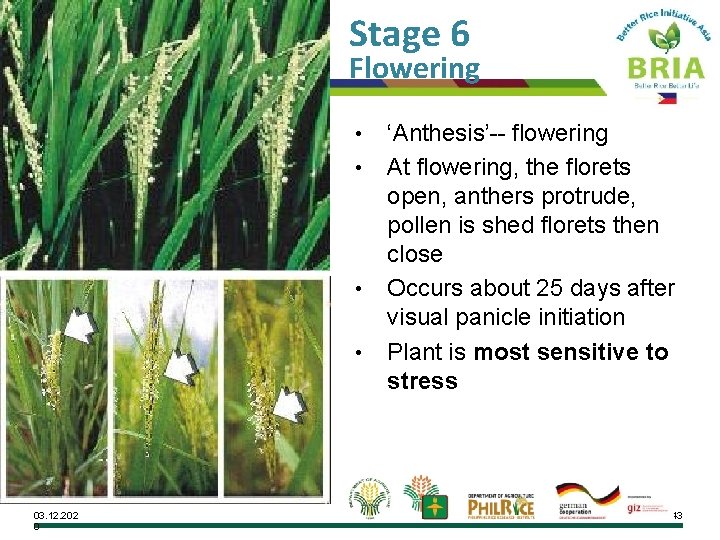 Stage 6 Flowering • • 03. 12. 202 0 ‘Anthesis’-- flowering At flowering, the