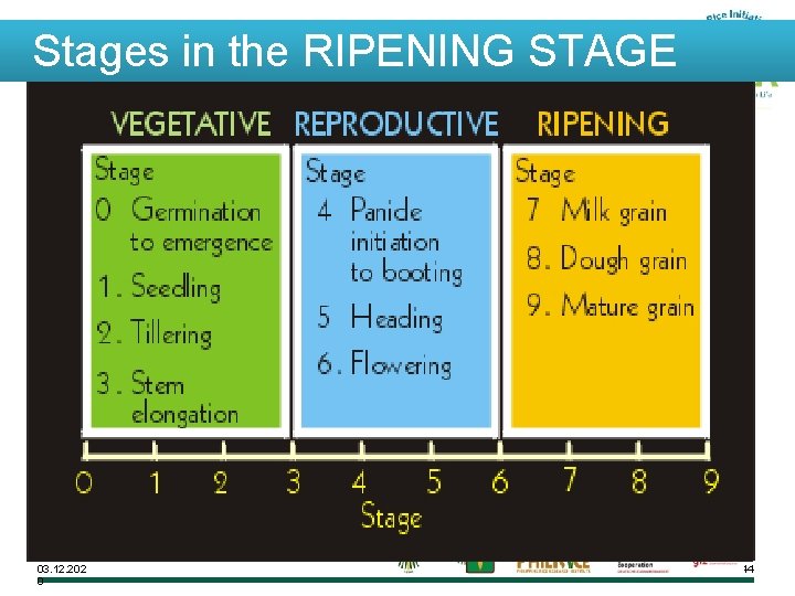 Stages in the RIPENING STAGE 03. 12. 202 0 44 