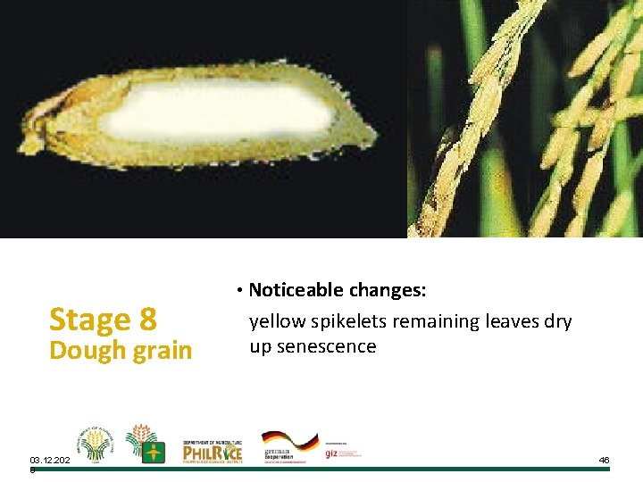 Stage 8 Dough grain 03. 12. 202 0 • Noticeable changes: yellow spikelets remaining