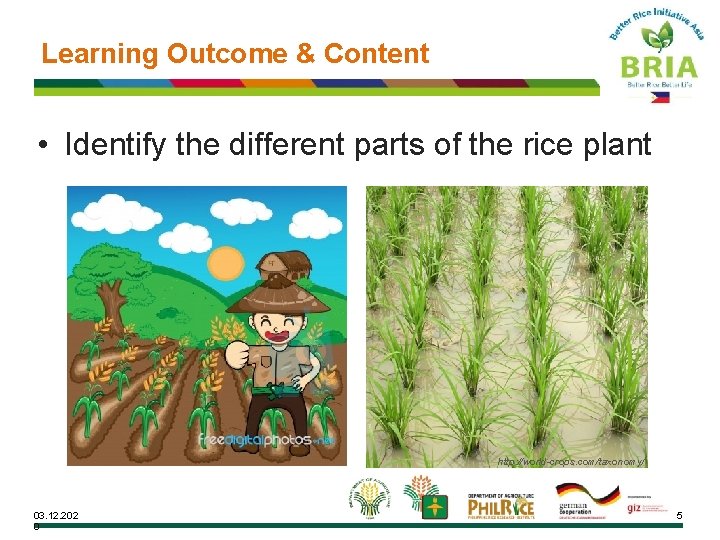 Learning Outcome & Content • Identify the different parts of the rice plant http: