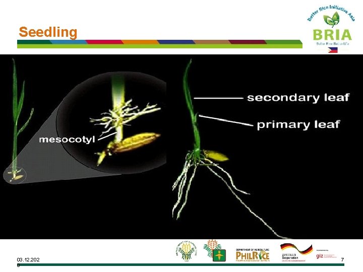 Seedling 03. 12. 202 0 7 