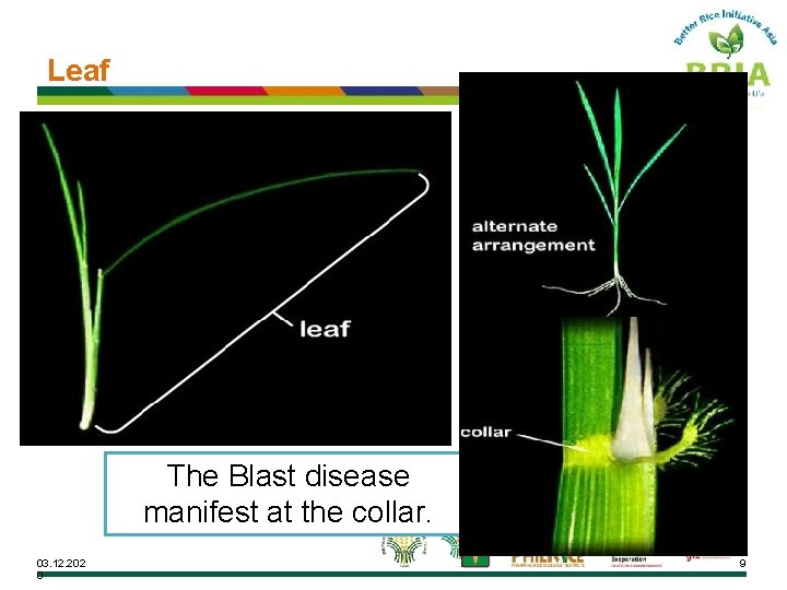 Leaf The Blast disease manifest at the collar. 03. 12. 202 0 9 