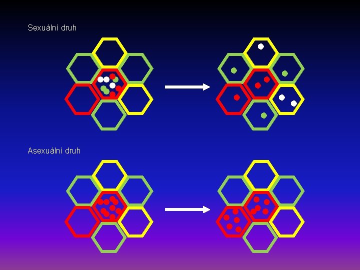 Sexuální druh Asexuální druh 