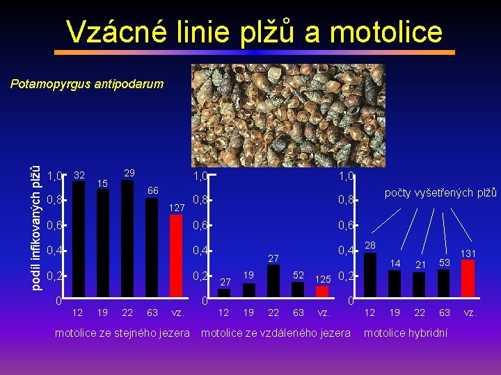 Vzácné linie plžů a motolice podíl infikovaných plžů Potamopyrgus antipodarum 32 29 1, 0