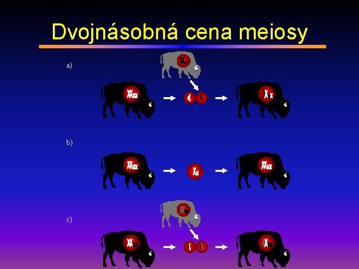 Dvojnásobná cena meiosy a) b) c) 