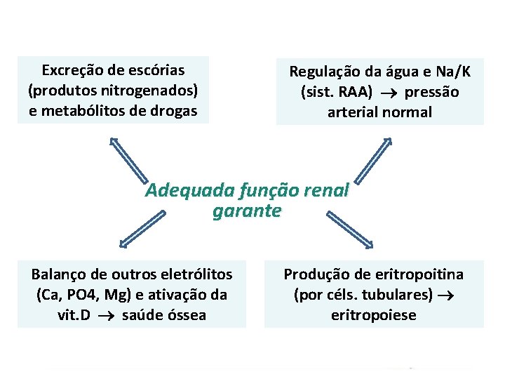 Excreção de escórias (produtos nitrogenados) e metabólitos de drogas Regulação da água e Na/K