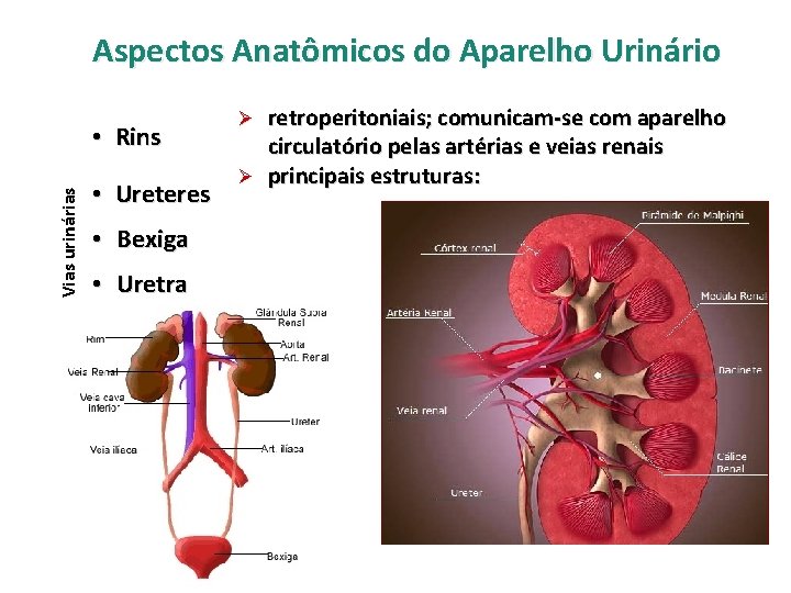 Aspectos Anatômicos do Aparelho Urinário Vias urinárias • Rins • Ureteres • Bexiga •