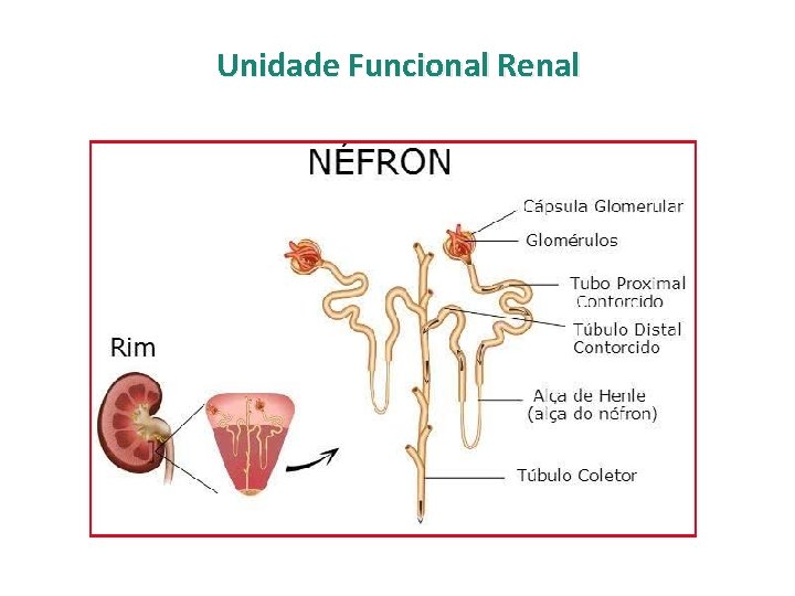 Unidade Funcional Renal 