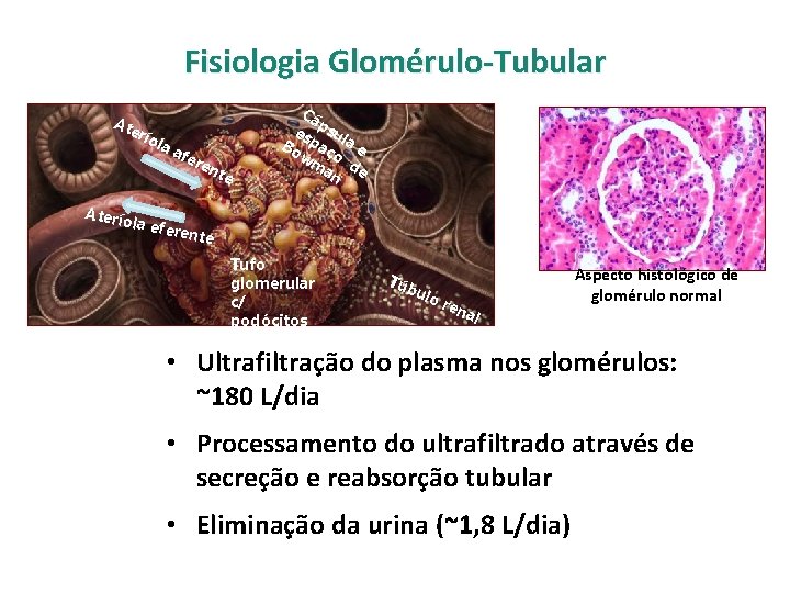 Fisiologia Glomérulo-Tubular At erí Aterío ola afe ren te Cá p es sul p