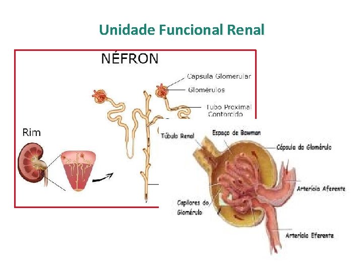 Unidade Funcional Renal 