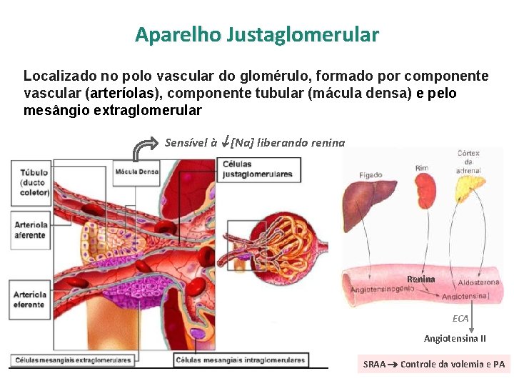 Aparelho Justaglomerular Localizado no polo vascular do glomérulo, formado por componente vascular (arteríolas), componente