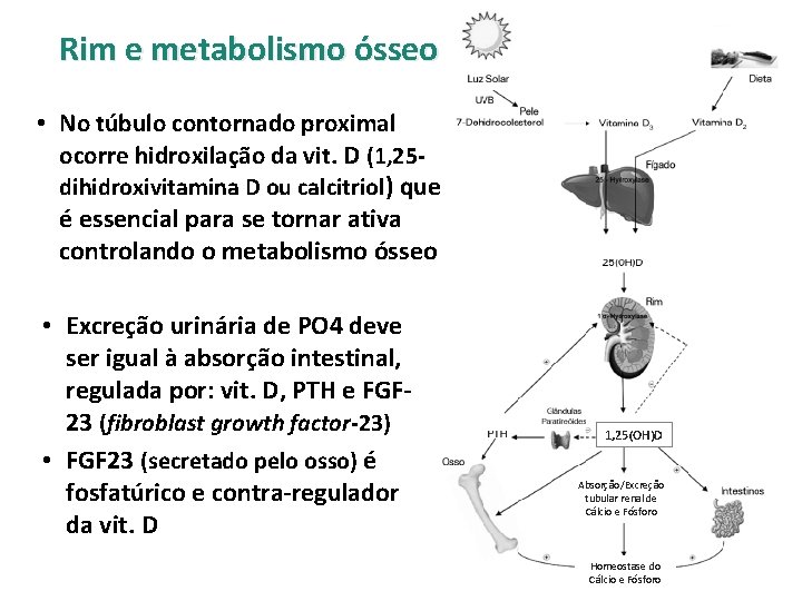 Rim e metabolismo ósseo • No túbulo contornado proximal ocorre hidroxilação da vit. D