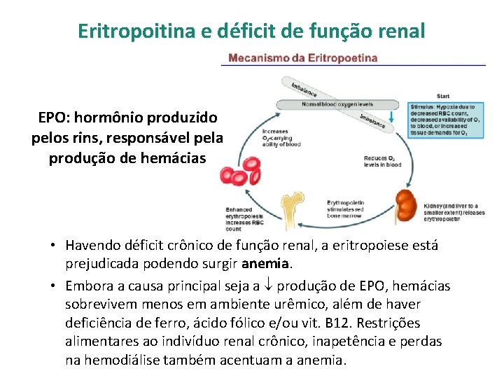 Eritropoitina e déficit de função renal EPO: hormônio produzido pelos rins, responsável pela produção