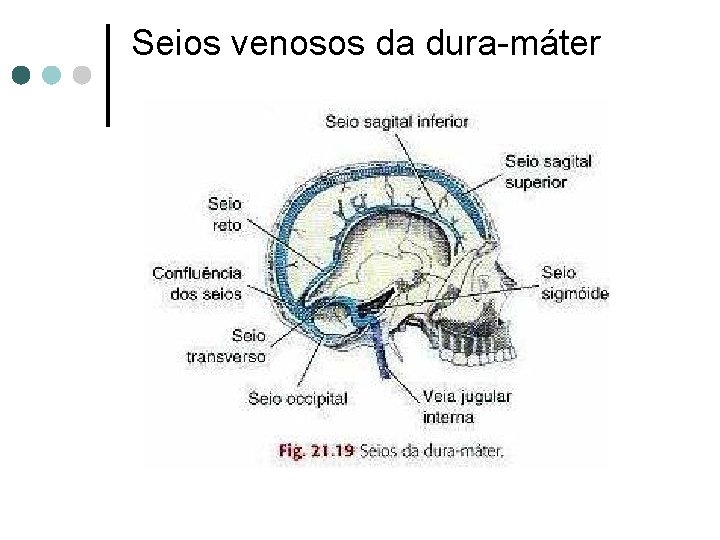 Seios venosos da dura-máter 