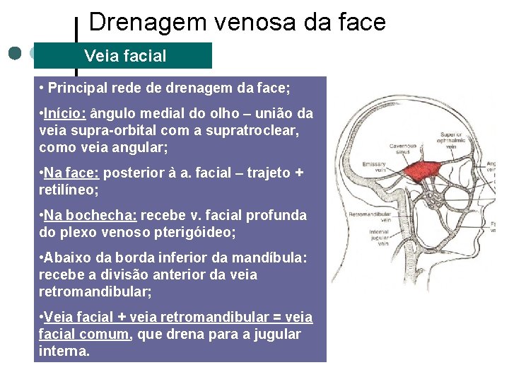Drenagem venosa da face Veia facial • Principal rede de drenagem da face; •