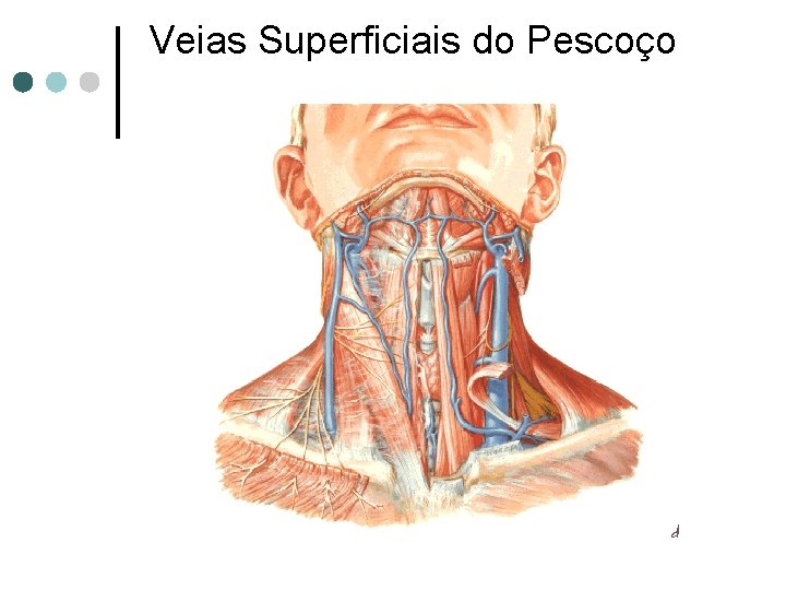 Veias Superficiais do Pescoço 
