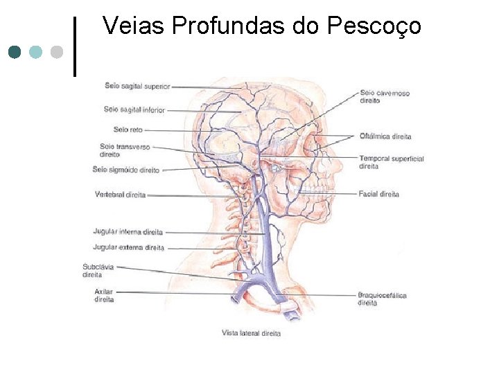 Veias Profundas do Pescoço 
