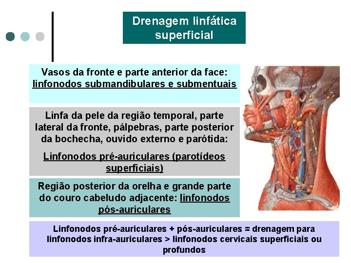 Drenagem linfática superficial Vasos da fronte e parte anterior da face: linfonodos submandibulares e