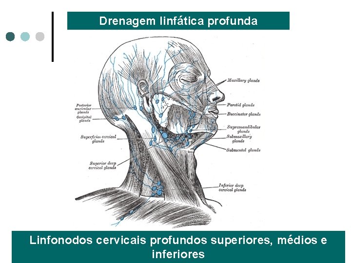 Drenagem linfática profunda Linfonodos cervicais profundos superiores, médios e inferiores 