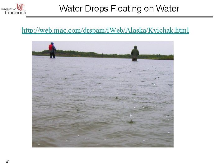 Water Drops Floating on Water http: //web. mac. com/drspam/i. Web/Alaska/Kvichak. html 43 