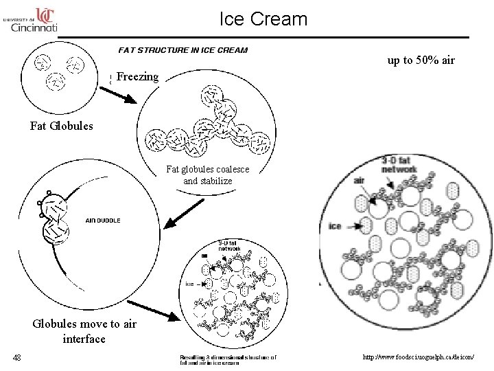 Ice Cream up to 50% air Freezing Fat Globules Fat globules coalesce and stabilize