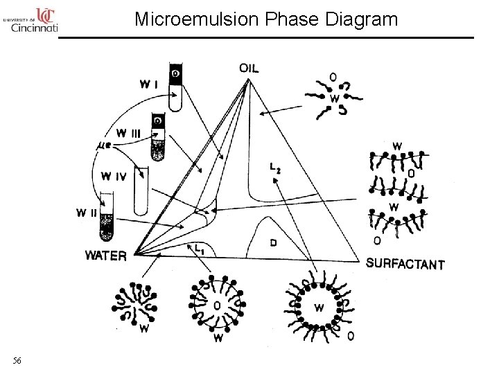 Microemulsion Phase Diagram 56 