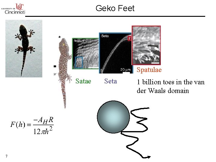 Geko Feet Spatulae Satae 7 Seta 1 billion toes in the van der Waals