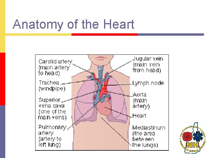 Anatomy of the Heart 