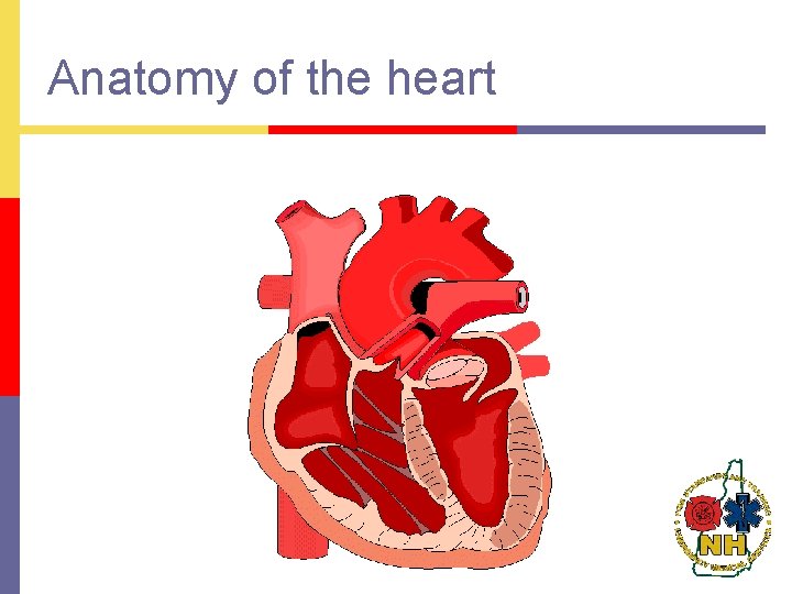 Anatomy of the heart 