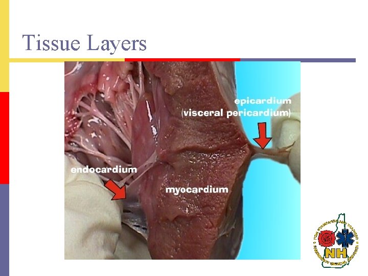 Tissue Layers 