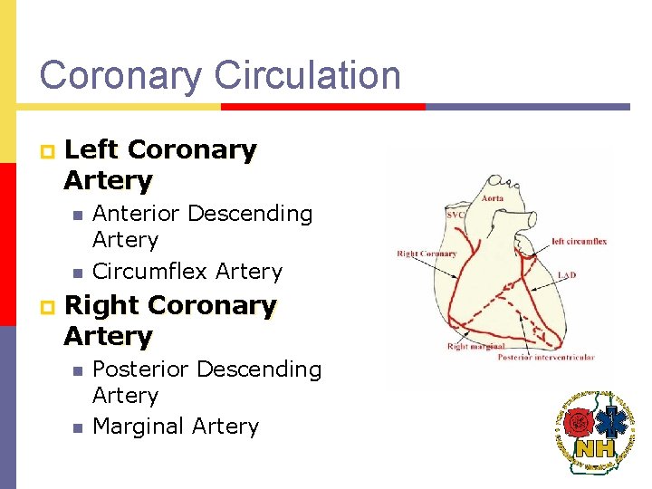 Coronary Circulation p Left Coronary Artery n n p Anterior Descending Artery Circumflex Artery