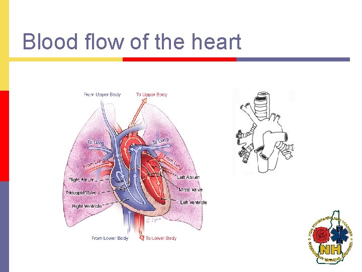 Blood flow of the heart 