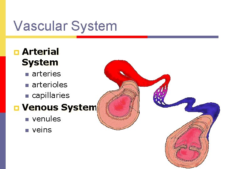 Vascular System p Arterial System n n n p arteries arterioles capillaries Venous System
