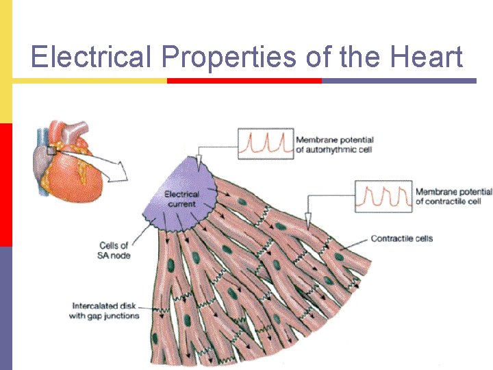 Electrical Properties of the Heart 