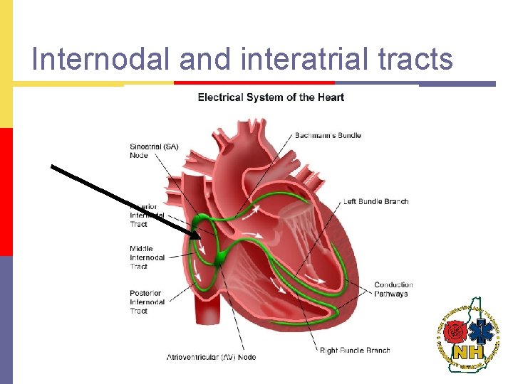 Internodal and interatrial tracts 