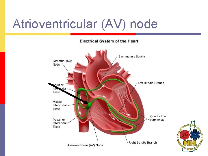 Atrioventricular (AV) node 