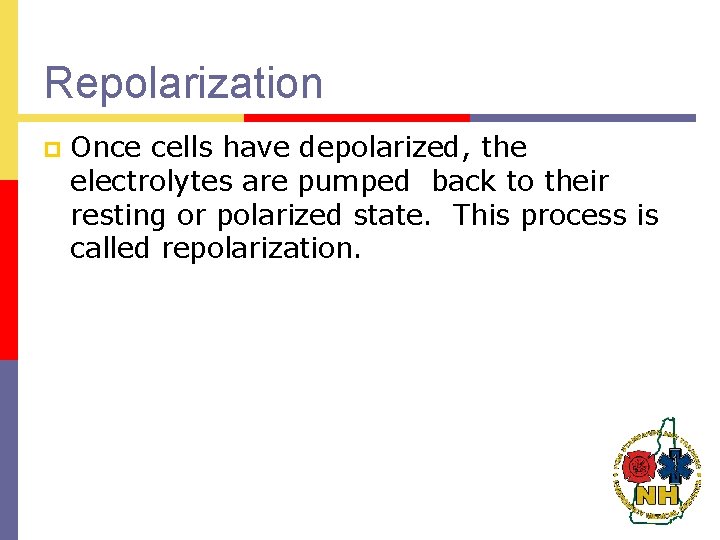 Repolarization p Once cells have depolarized, the electrolytes are pumped back to their resting