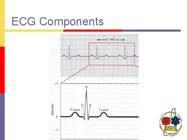 ECG Components 