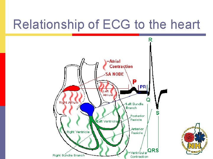 Relationship of ECG to the heart 